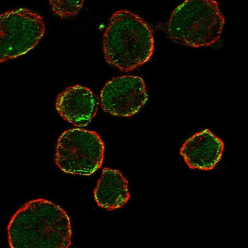 Staining of human cell line HEL shows localization to nucleoplasm & plasma membrane.