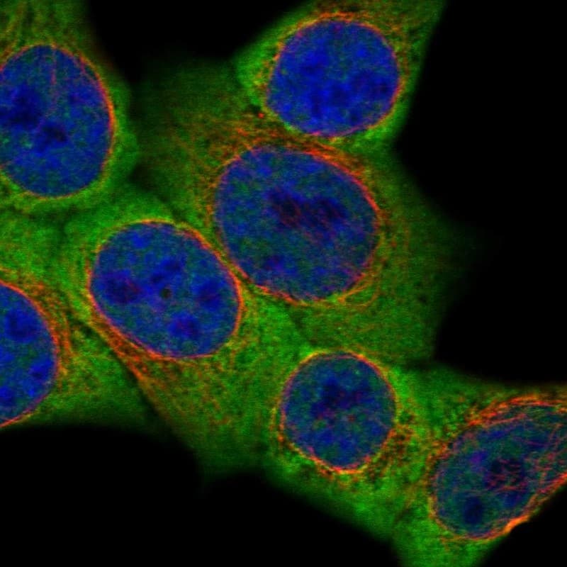 Staining of human cell line HAP1 shows localization to cytosol & mitotic spindle.