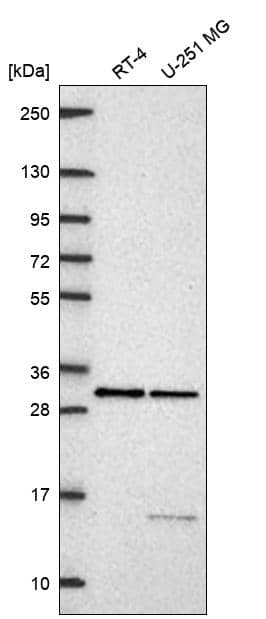 Analysis in human cell line RT-4 and human cell line U-251 MG.