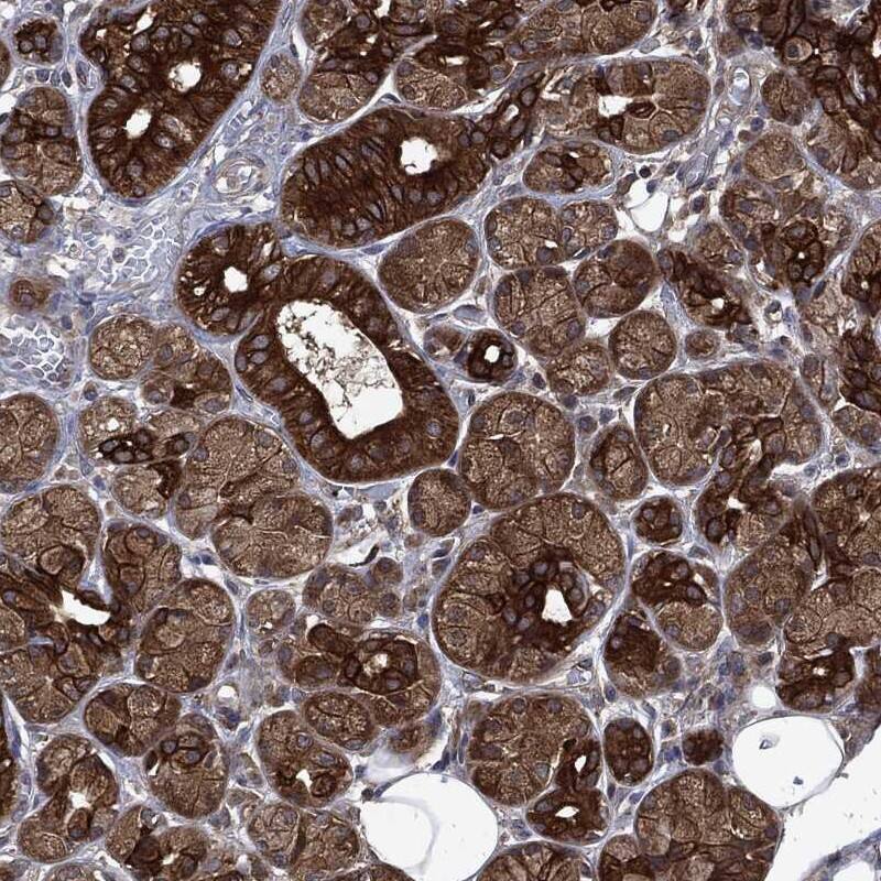 Staining of human salivary gland shows cytoplasmic and membranous positivity in glandular cells.