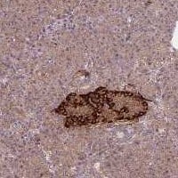 Staining of human pancreas shows strong cytoplasmic positivity in islets of Langerhans.