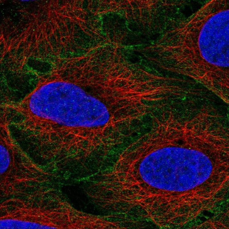 Staining of human cell line U2OS shows localization to plasma membrane.