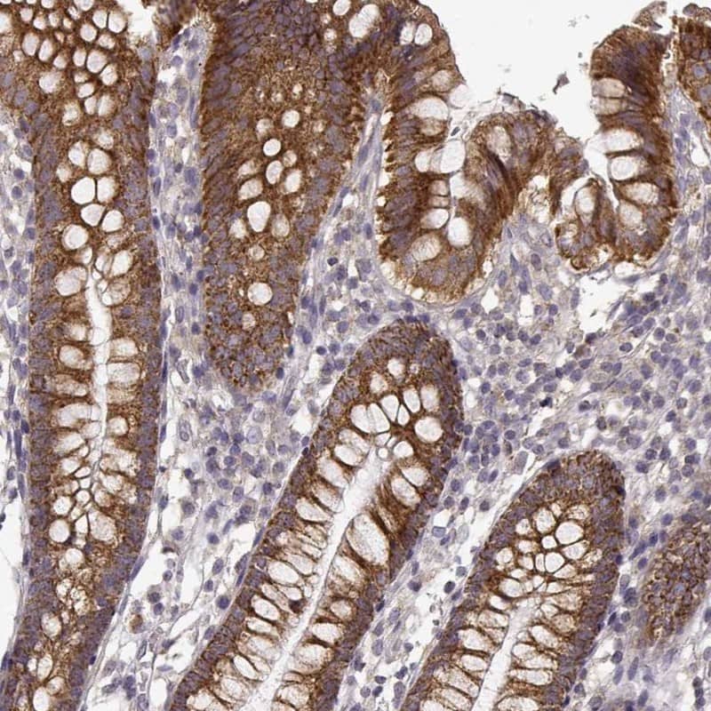 Staining of human small intestine shows strong cytoplasmic positivity in glandular cells.