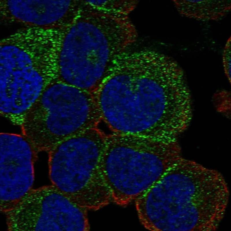 Staining of human cell line HEL shows localization to cytosol & cell junctions.