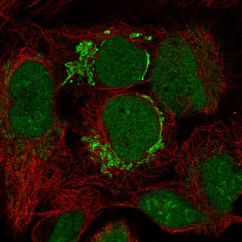 Staining of human cell line U2OS shows localization to nucleoplasm, nucleoli & mitochondria.