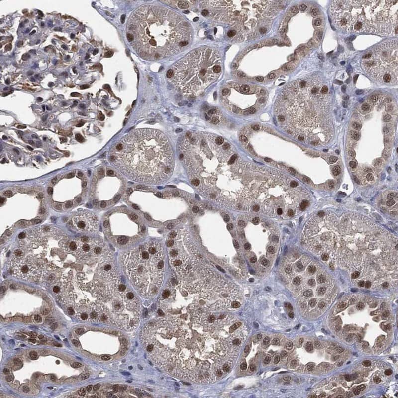 Staining of human kidney shows strong nuclear positivity in cells in tubules and glomeruli.