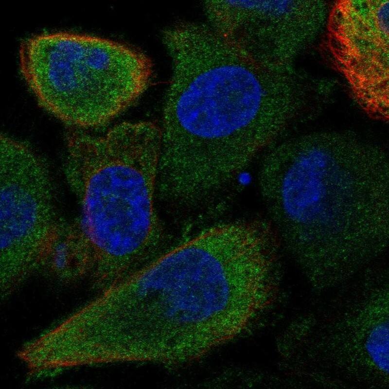 Immunocytochemistry/ Immunofluorescence FAM83E Antibody - BSA Free