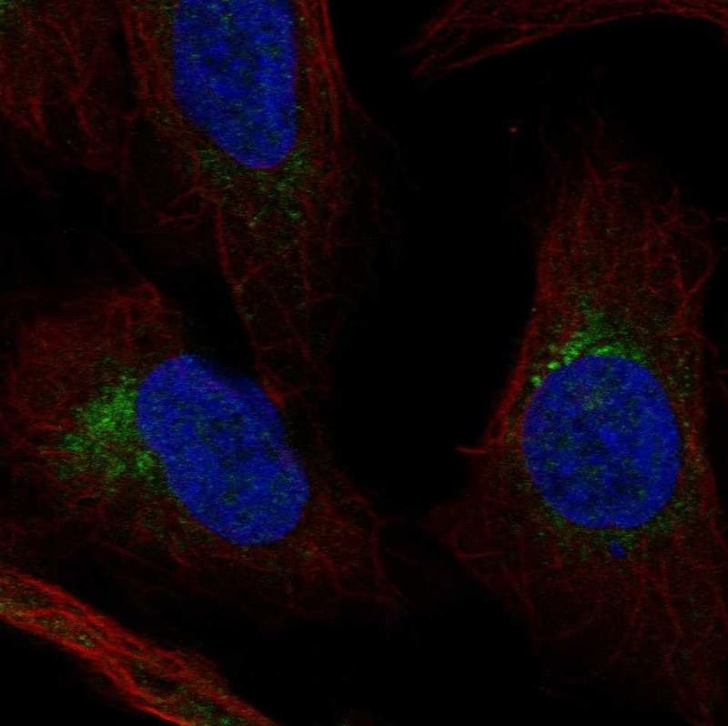 Staining of human cell line U2OS shows localization to the Golgi apparatus.