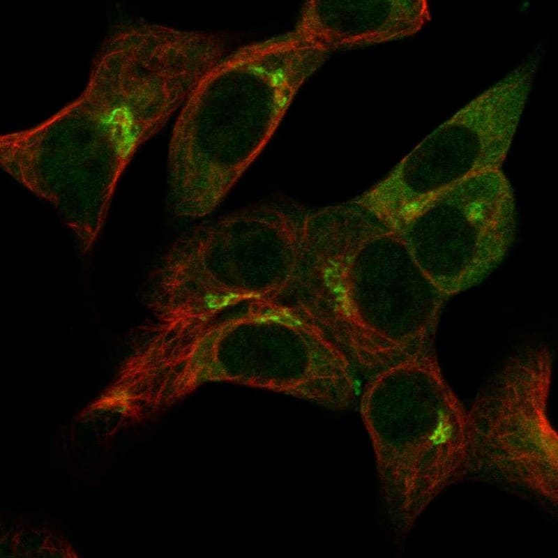 Staining of human cell line HAP1 shows localization to cytosol & the Golgi apparatus.