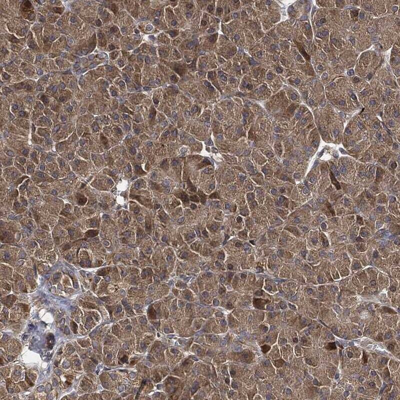 Staining of human pancreas shows moderate cytoplasmic positivity in exocrine glandular cells.