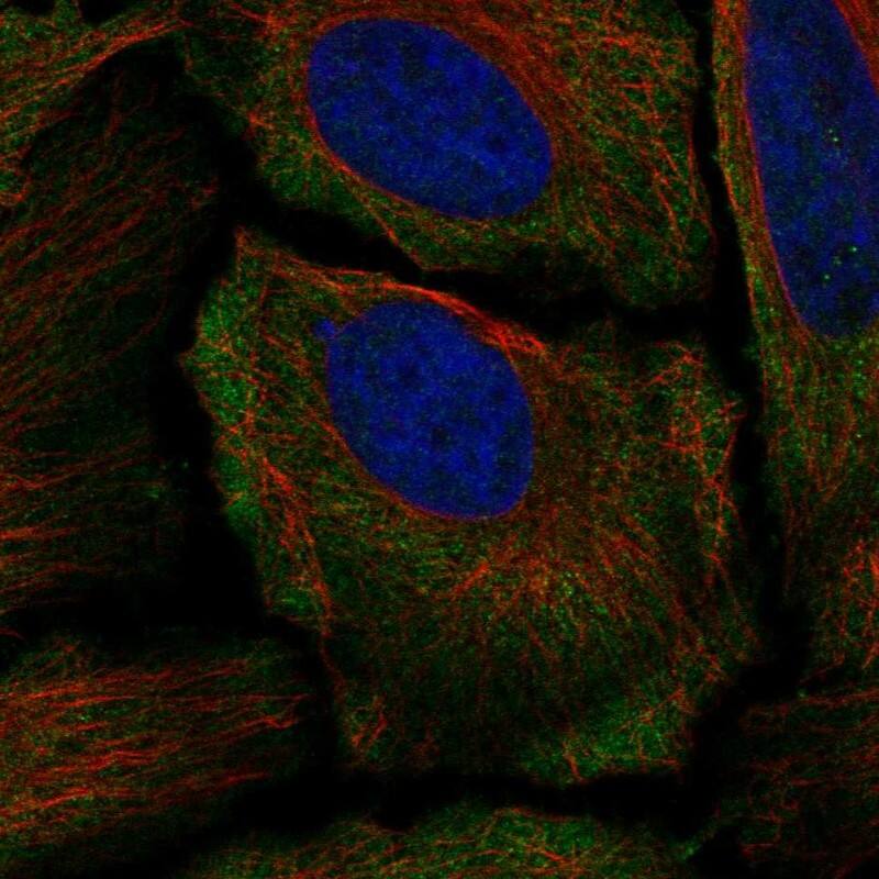 Staining of human cell line HeLa shows localization to plasma membrane.