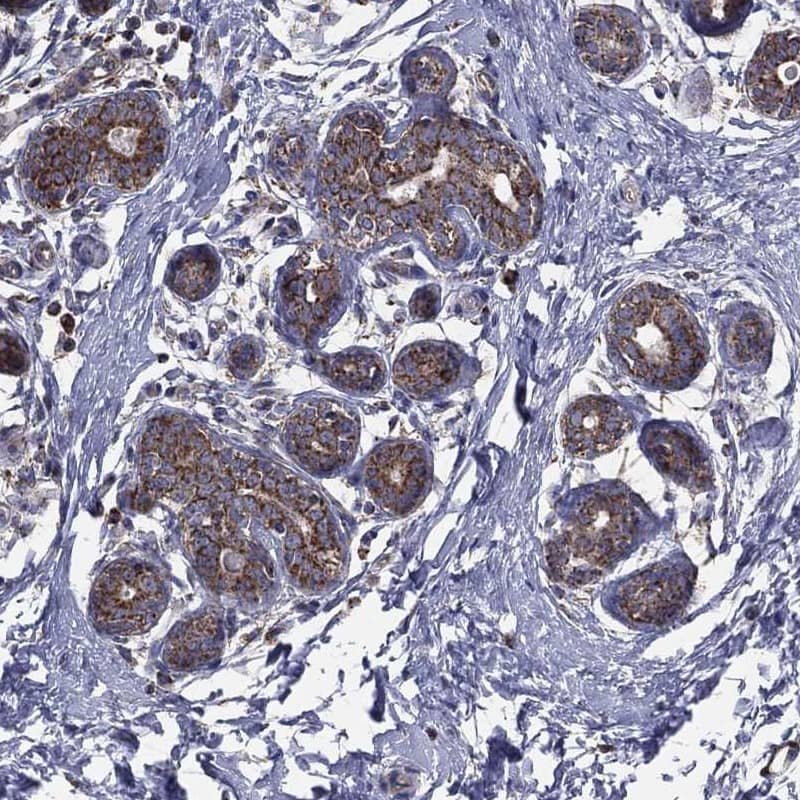 Staining of human breast shows strong cytoplasmic positivity in glandular cells.