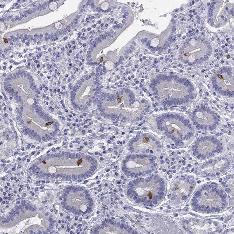 Staining of human duodenum shows strong cytoplasmic positivity in glandular cells.