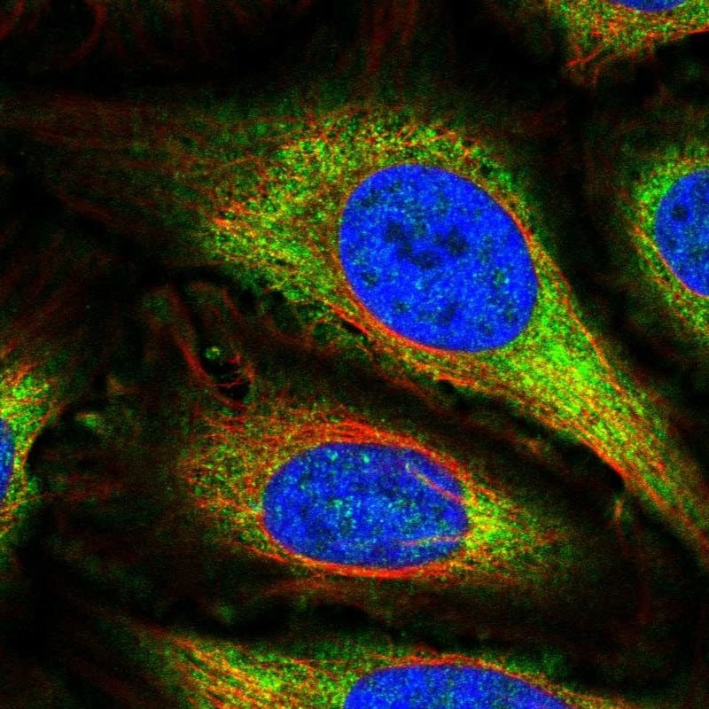 Immunocytochemistry/ Immunofluorescence GPR157 Antibody - BSA Free
