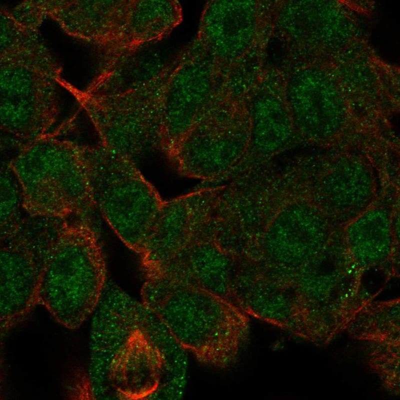 Staining of human cell line Hep-G2 shows localization to nucleoplasm & cytosol.