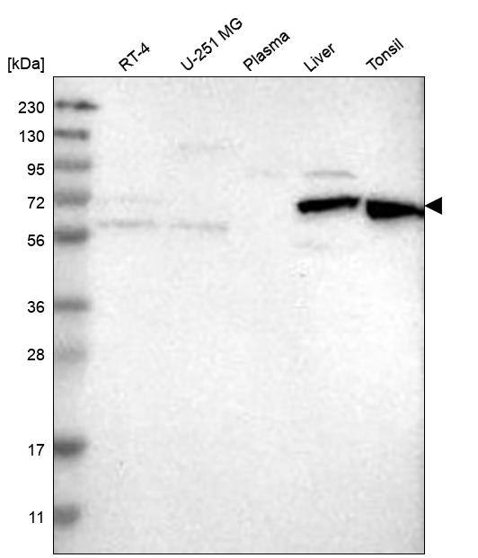 Western Blot HDAC10 Antibody