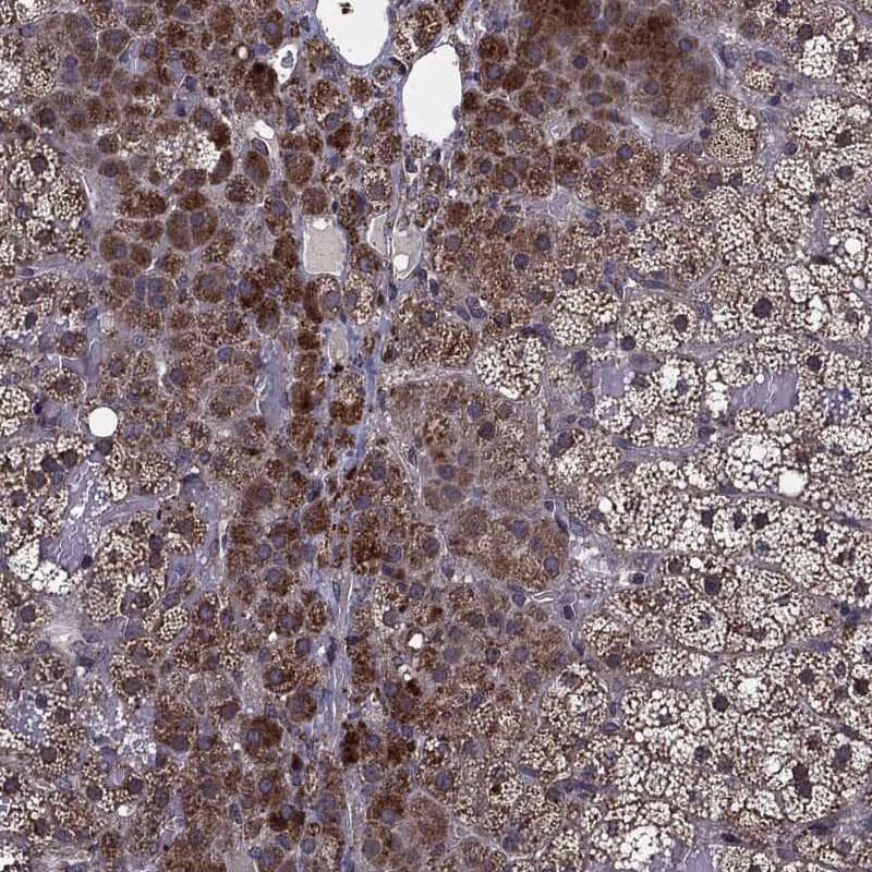 Staining of human adrenal gland shows strong cytoplasmic positivity in glandular cells.