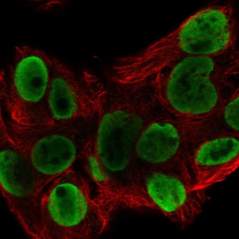Staining of human cell line Hep-G2 shows localization to nucleoplasm.