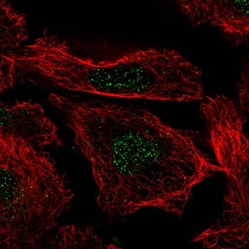 Immunocytochemistry/ Immunofluorescence Histone H3.3B Antibody