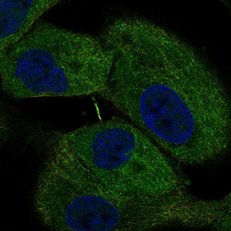 Staining of human cell line A-549 shows localization to cytosol, microtubules & cytokinetic bridge.