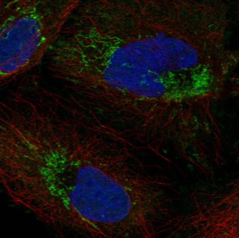 Staining of human cell line U2OS shows localization to mitochondria.