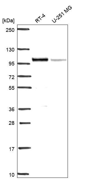 Analysis in human cell line RT-4 and human cell line U-251 MG.