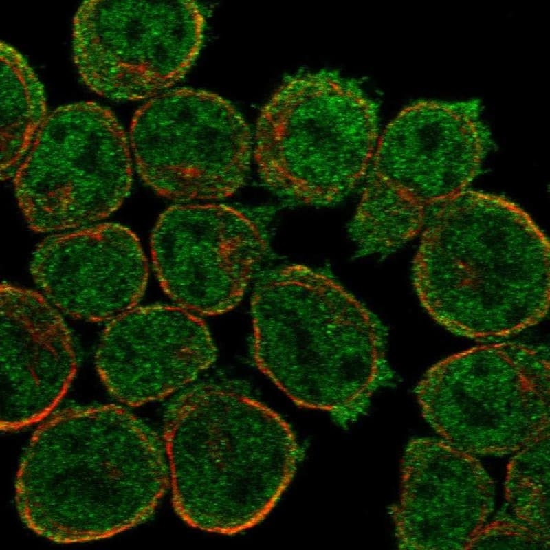 Staining of human cell line HEL shows localization to nucleoplasm & plasma membrane.
