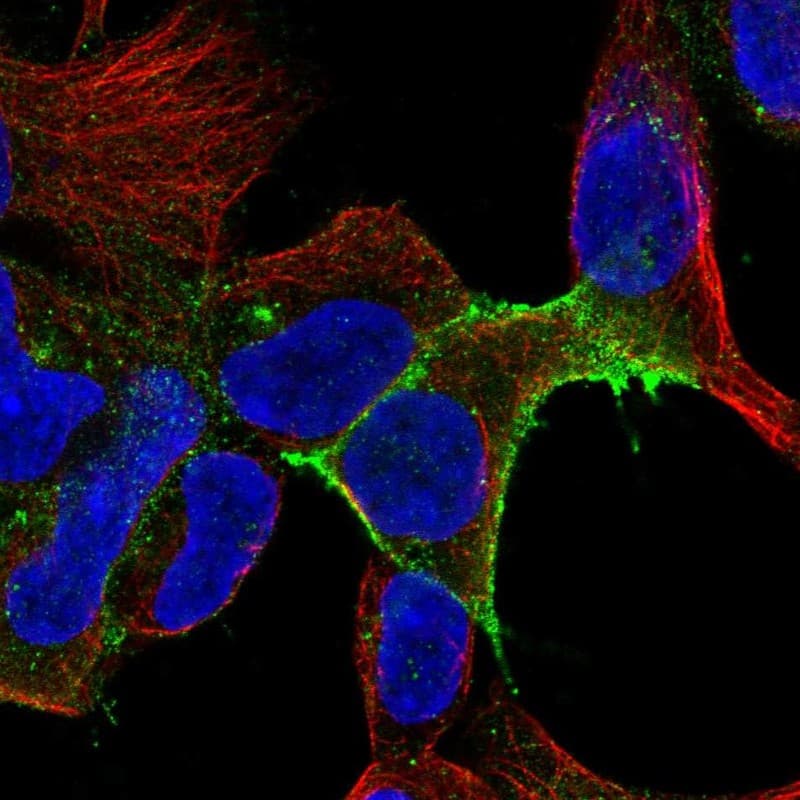 Staining of human cell line HEK293 shows localization to plasma membrane.