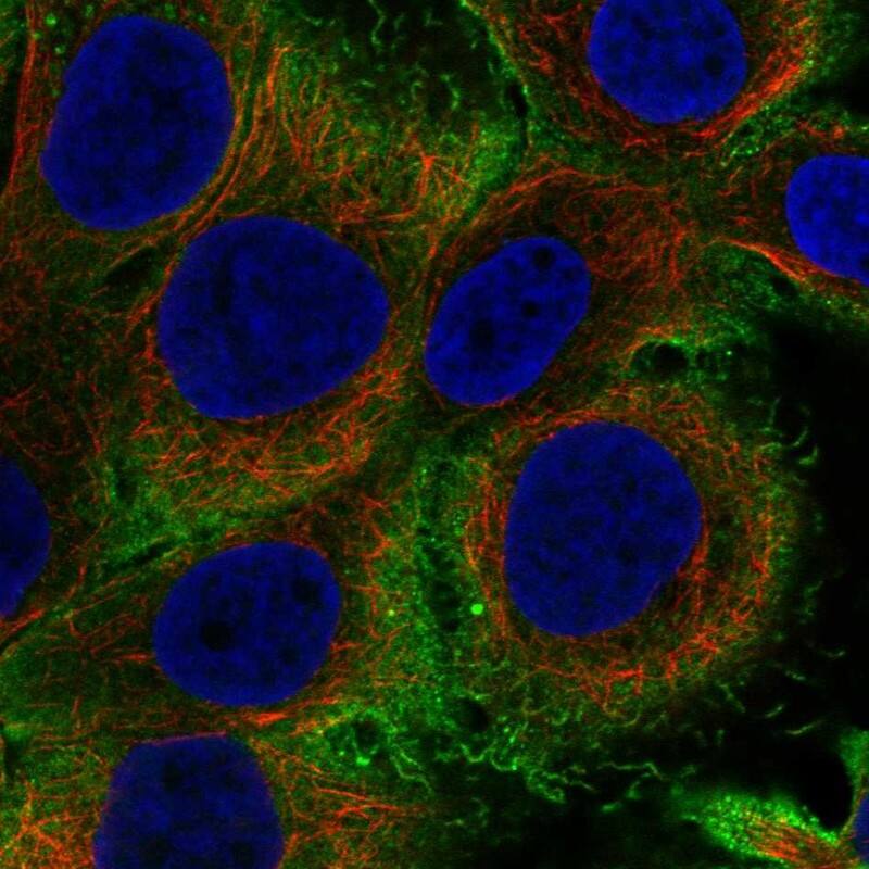 Staining of human cell line HaCaT shows localization to plasma membrane.
