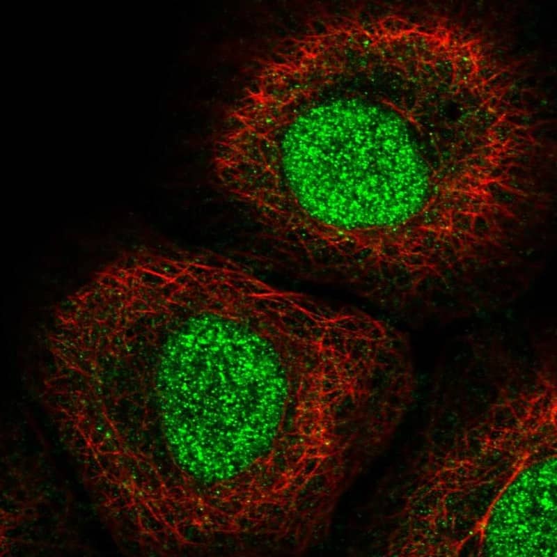 Staining of human cell line HaCaT shows localization to nucleoplasm.