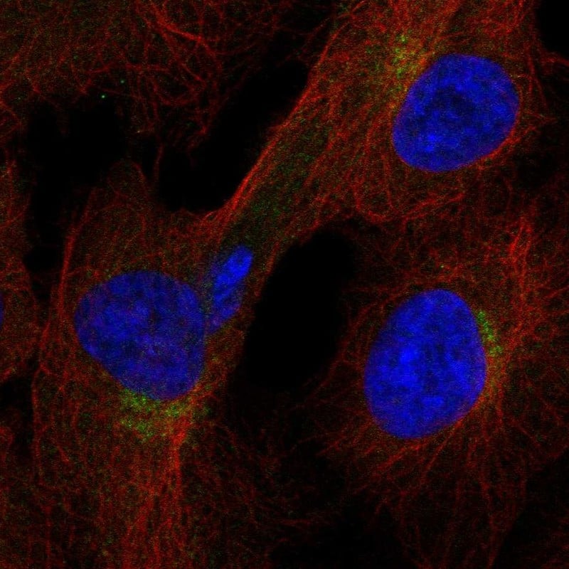 Staining of human cell line hTERT-RPE1 shows localization to the Golgi apparatus.