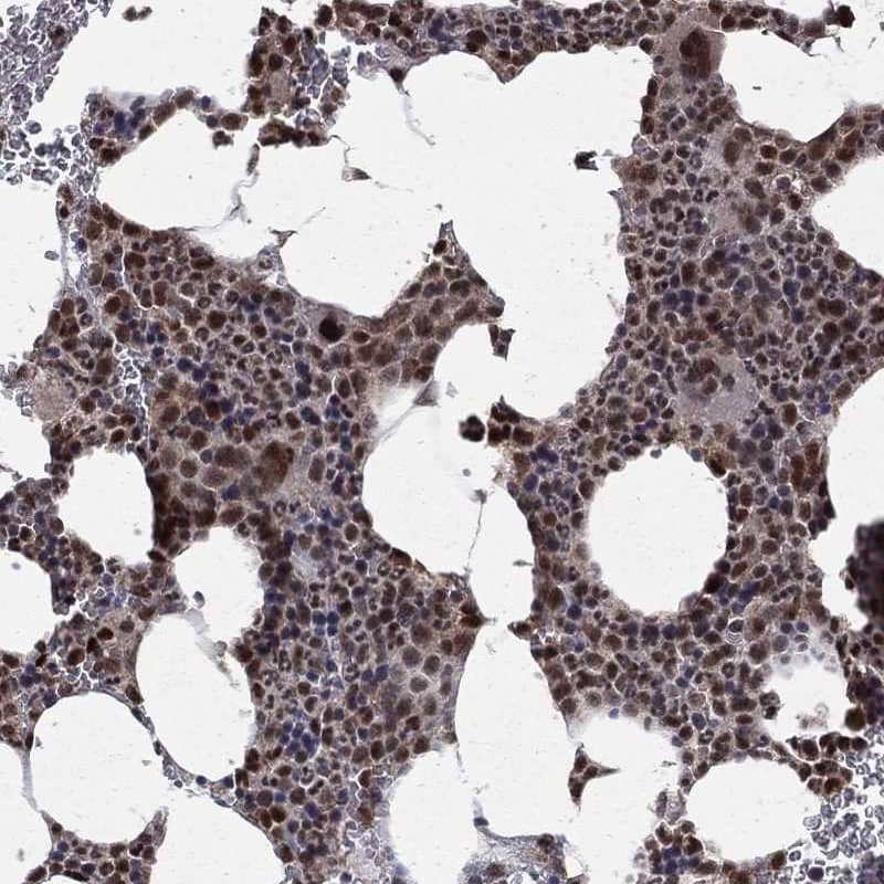 Staining of human bone marrow shows strong nuclear positivity in hematopoietic cells.