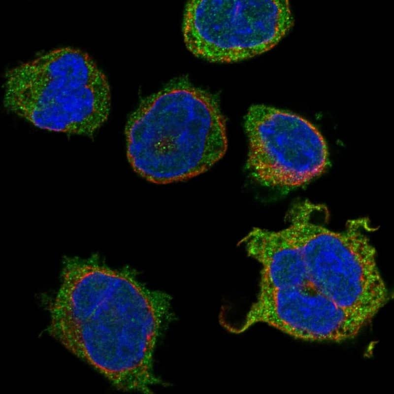 Staining of human cell line THP-1 shows localization to plasma membrane & endoplasmic reticulum.