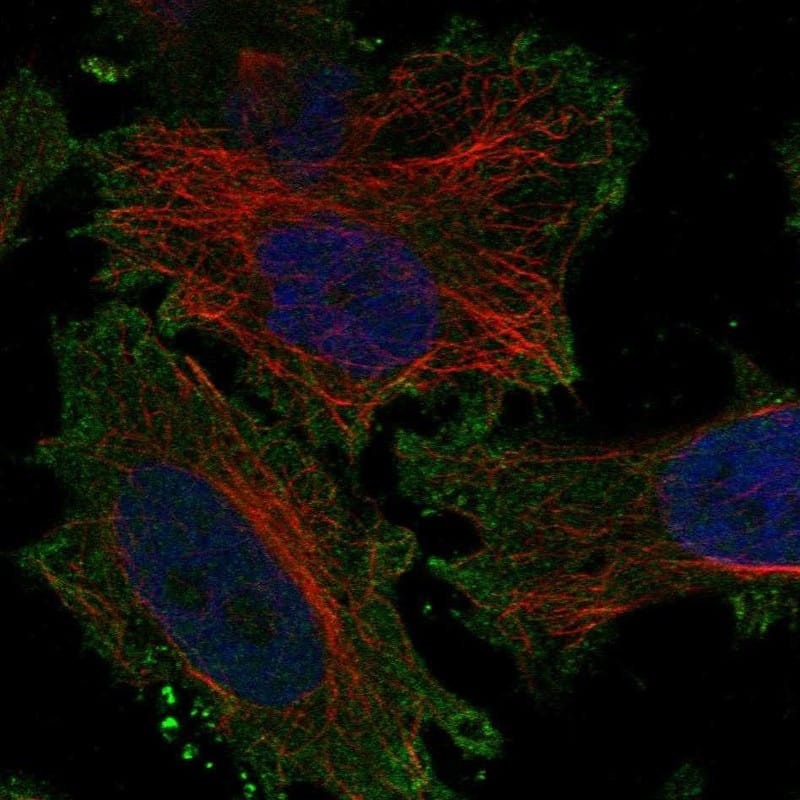 Staining of human cell line HeLa shows localization to plasma membrane.