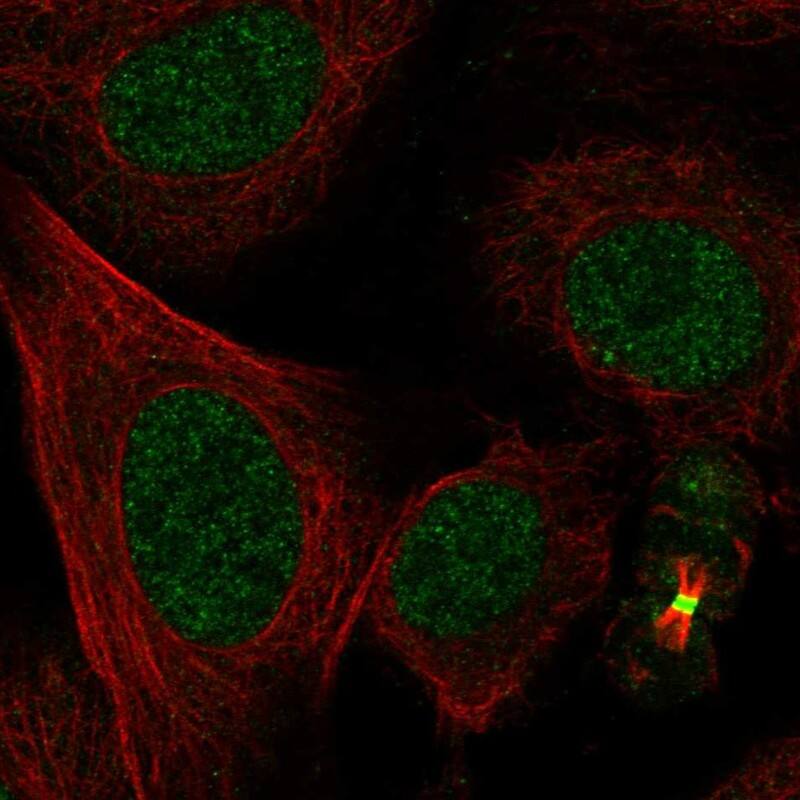 Staining of human cell line U2OS shows localization to nucleoplasm & midbody ring.
