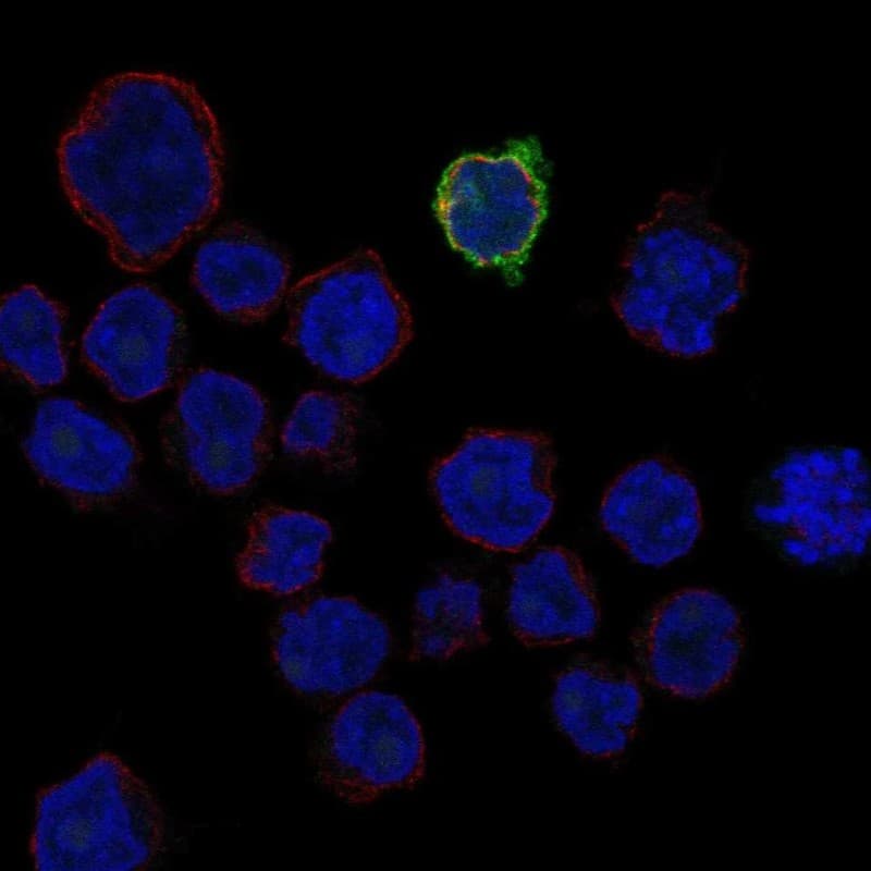 Staining of human cell line REH shows localization to plasma membrane.