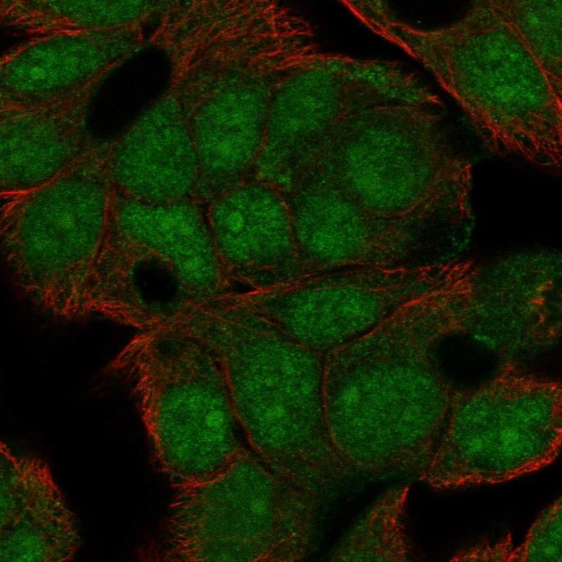 Staining of human cell line OE19 shows localization to nucleoplasm.