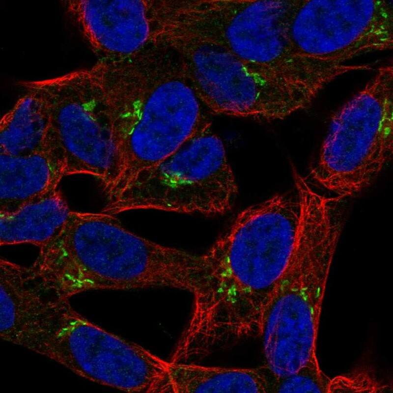 Staining of human cell line SH-SY5Y shows localization to the Golgi apparatus.
