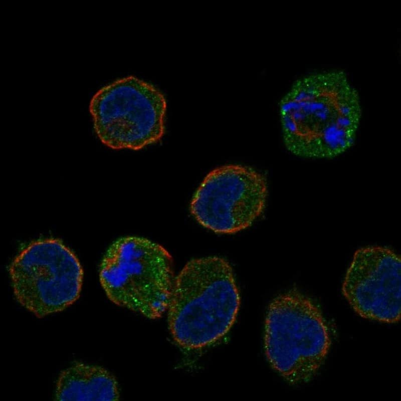 Staining of human cell line HEL shows localization to plasma membrane & cytosol.