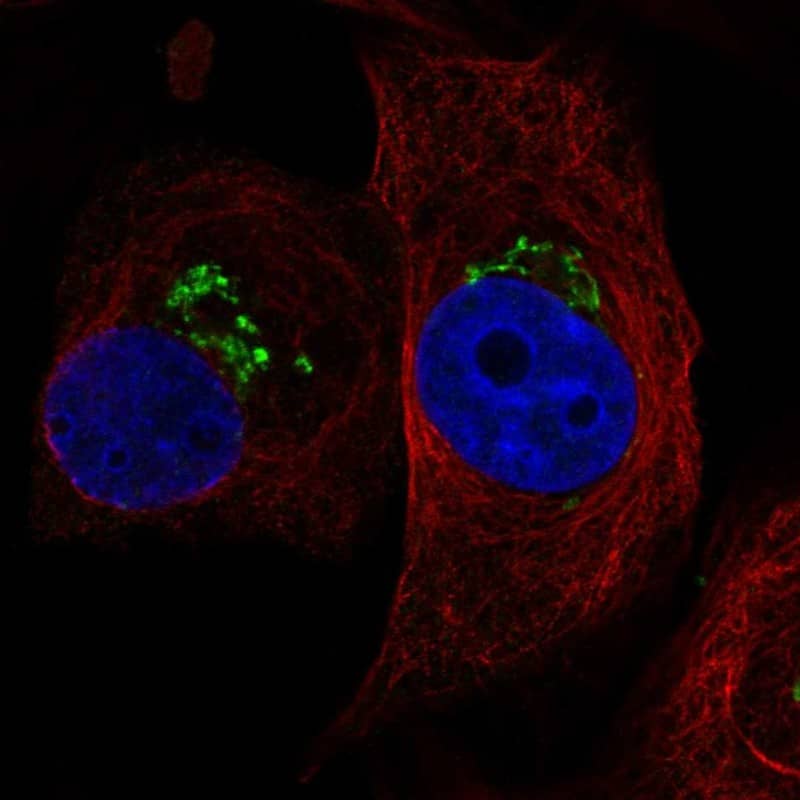 Staining of human cell line GAMG shows localization to the Golgi apparatus.