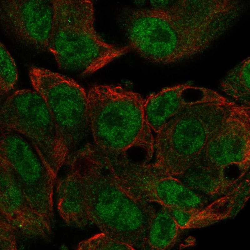 Staining of human cell line Hep-G2 shows localization to nucleoplasm & cytosol.