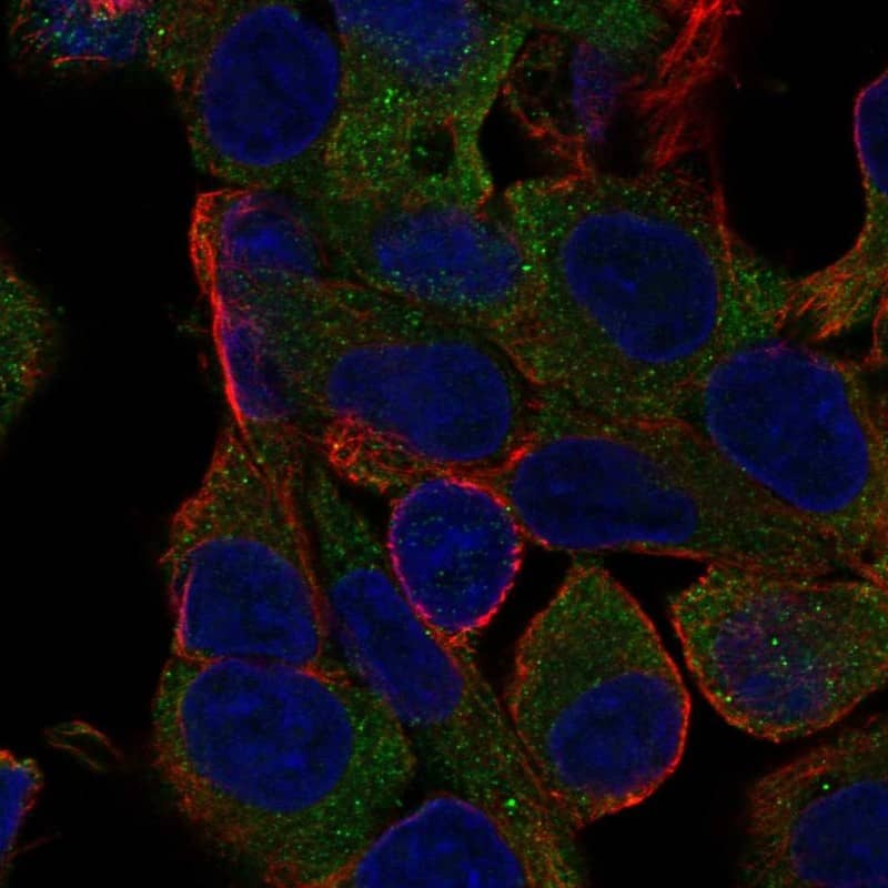 Staining of human cell line Hep-G2 shows localization to cytosol.