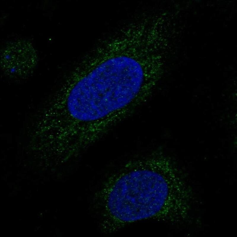 Staining of human cell line U2OS shows localization to cytosol & mitochondria.