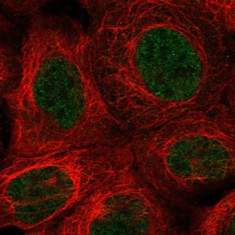 Staining of human cell line U2OS shows localization to nucleoplasm.