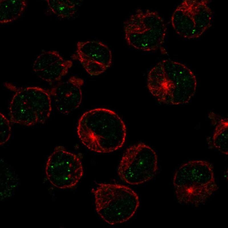 Staining of human cell line K-562 shows localization to nucleoli fibrillar center.