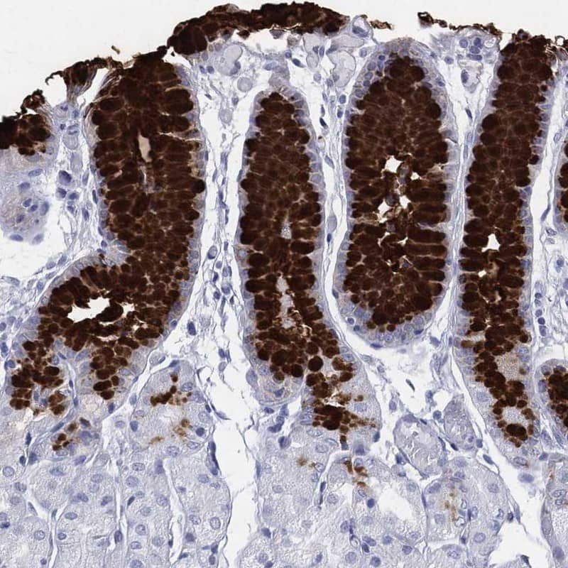 Staining of human stomach shows strong cytoplasmic positivity in mucus-producing cells.