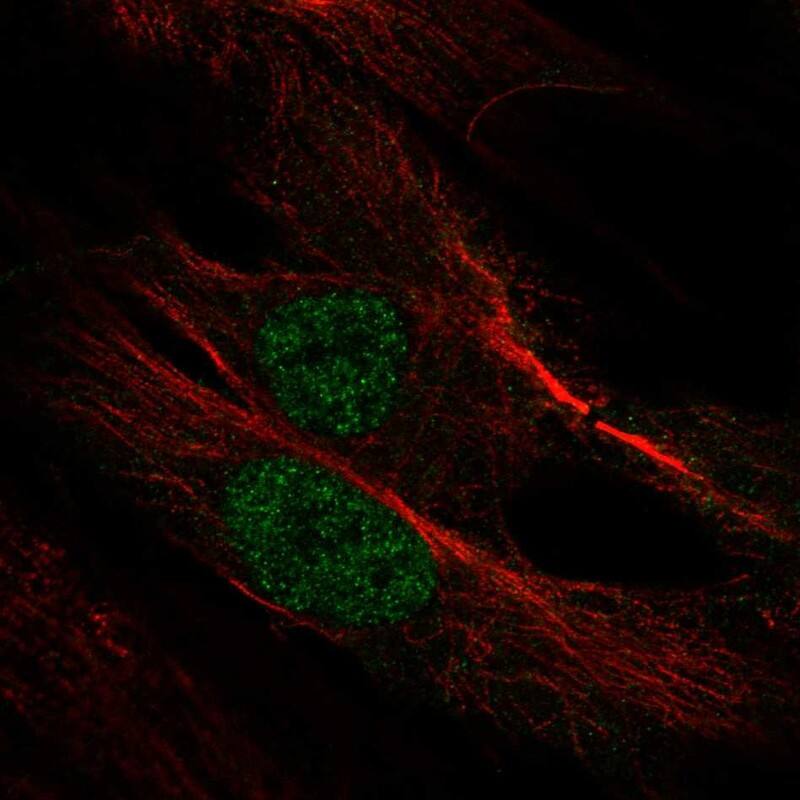 Staining of human cell line BJ [Human fibroblast] shows localization to nucleoplasm & mitotic spindle.