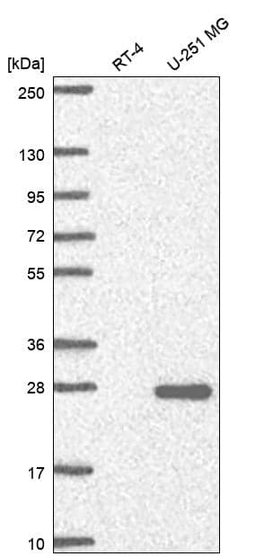 Western Blot NCCRP1 Antibody - BSA Free