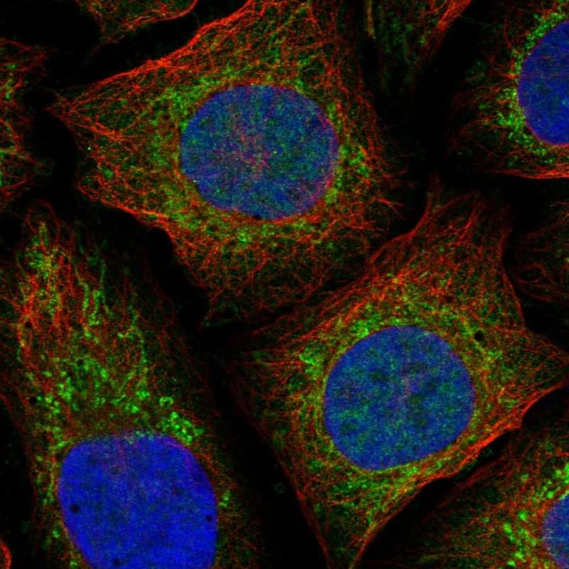 Staining of human cell line U2OS shows localization to cytosol & mitochondria.