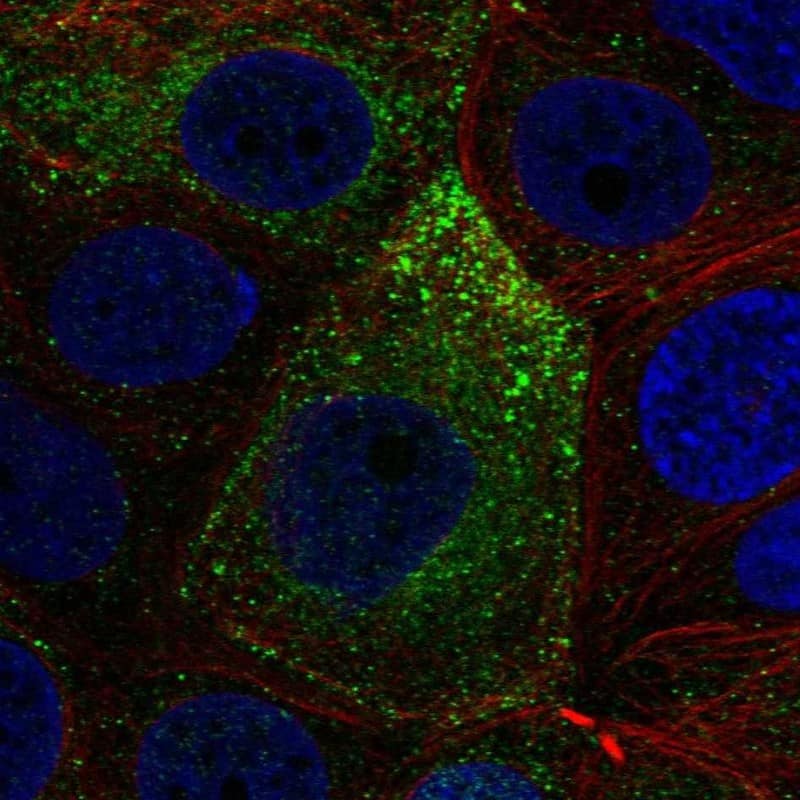 Immunocytochemistry/ Immunofluorescence NOXRED1 Antibody - BSA Free